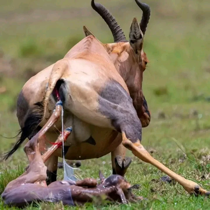 A rare wildlife birth moment photographed during safari