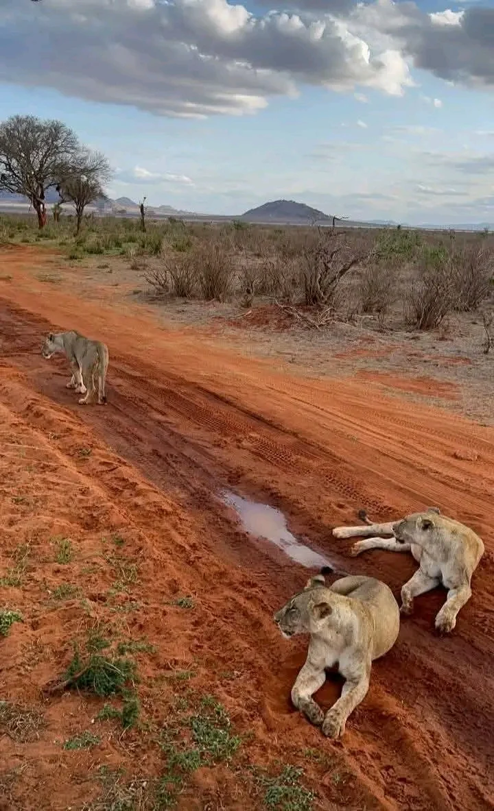 Lions resting beside a red safari road in Kenya