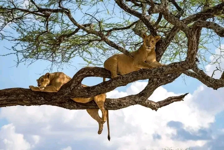 Two lions resting in the branches of a safari tree