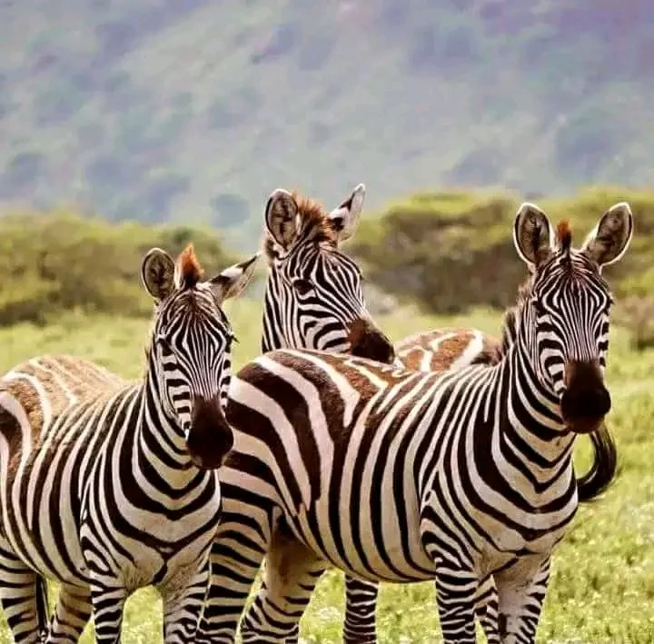 A zebra herd standing together on open grassland